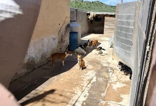 Vecinos denuncian maltrato: más de 30 perros en condiciones deplorables en la colonia Héroes de la Revolución