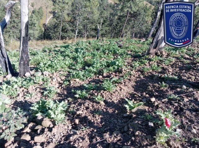 Destruye AEI más de siete mil plantas de amapola en Guadalupe y Calvo