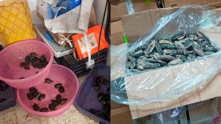 Vinculan a tres personas por tráfico de especies; cargaban $130 millones