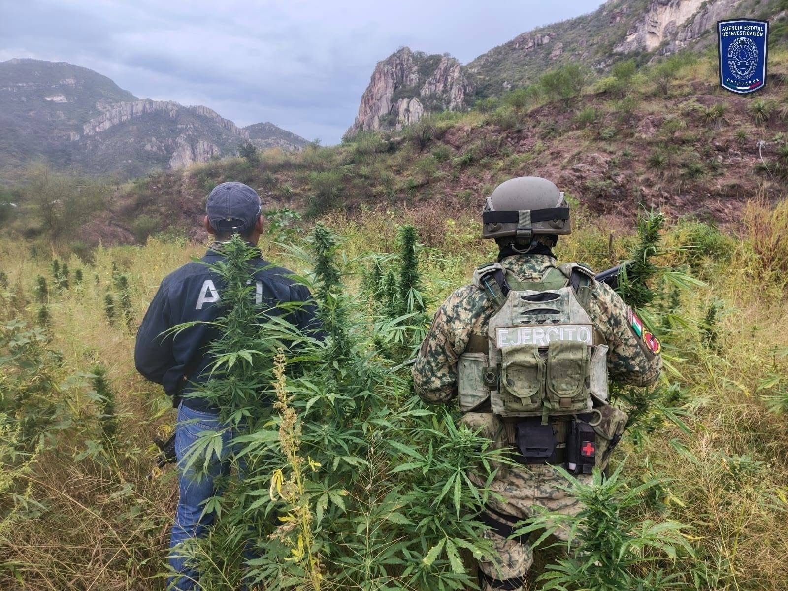 Destruyen 350 metros cuadrados de marihuana en Ocampo