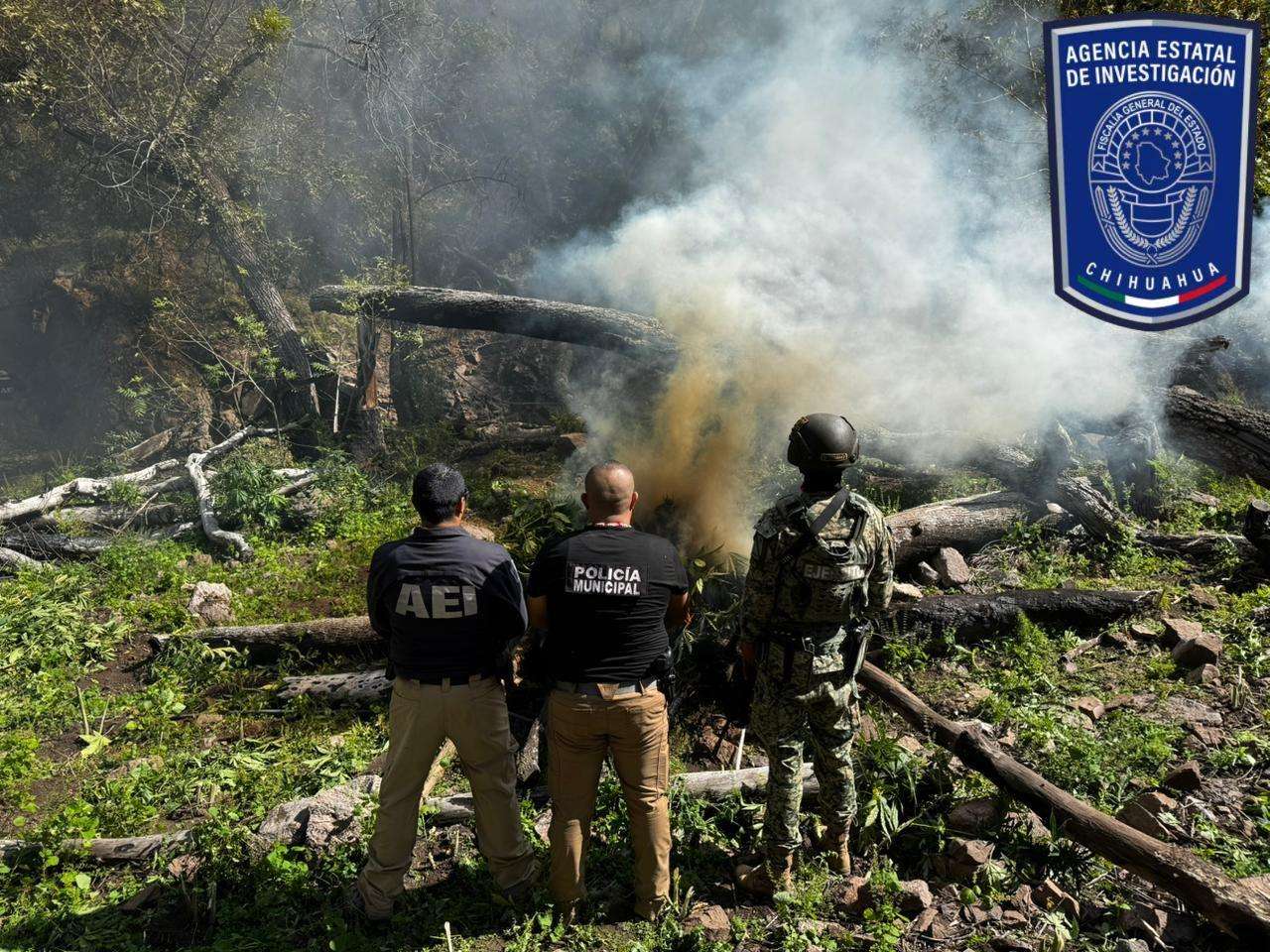 Destruyen más de una tonelada de marihuana en el Cañón La Sierrita