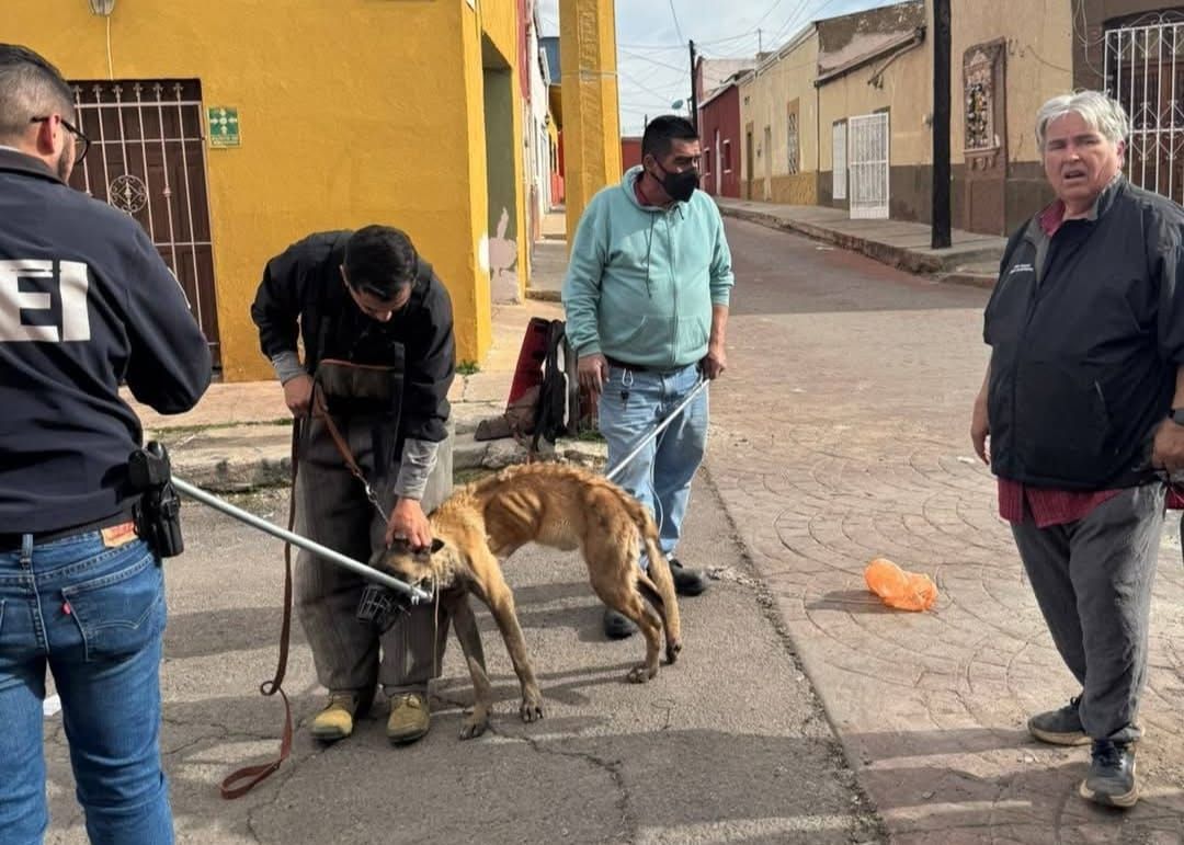 Tras días de miedo, Harry fue rescatado gracias a la unión de ciudadanos, rescatistas y voluntarios