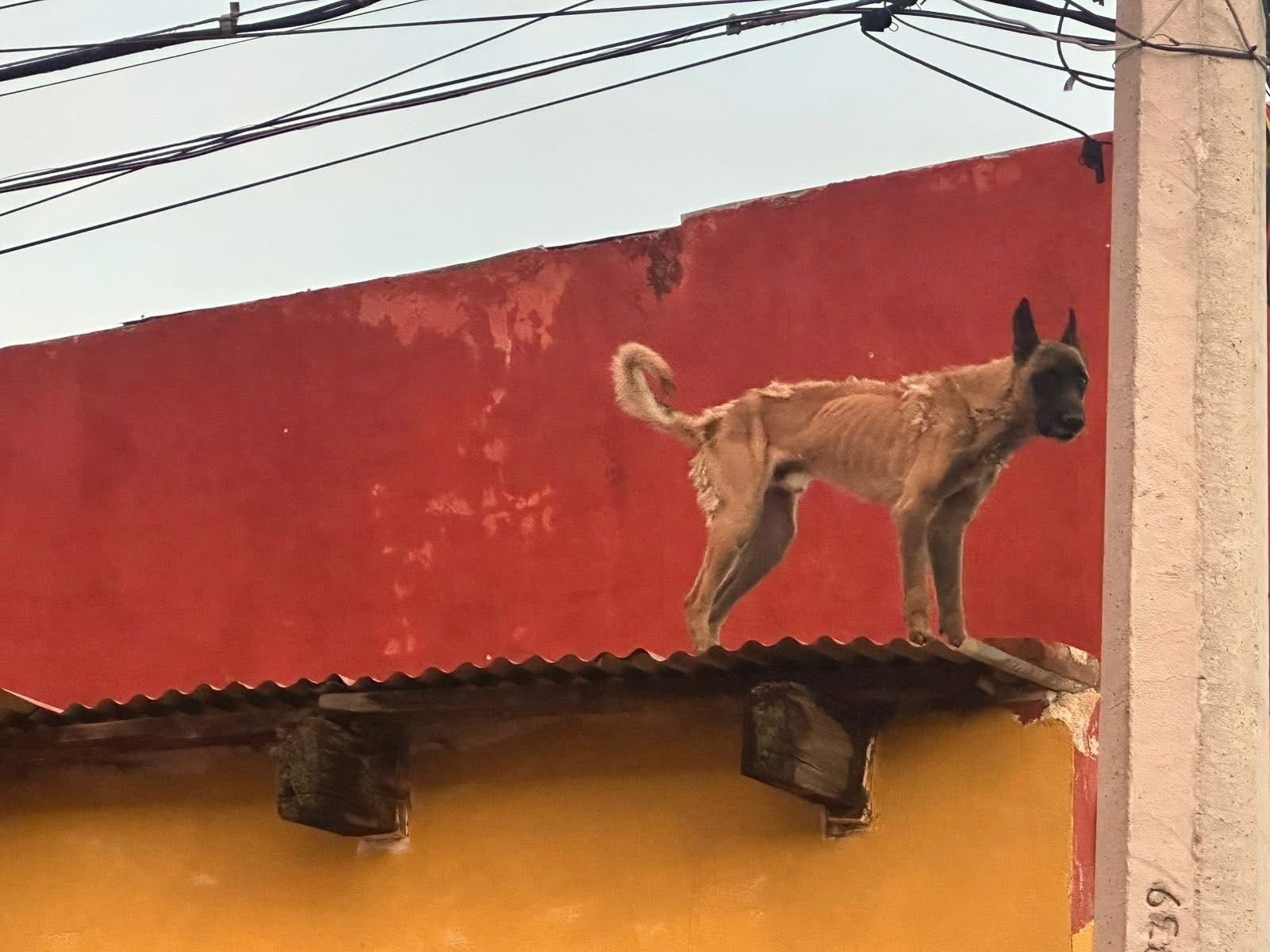 Indignación en Parral por presunto caso de maltrato animal en una bodega