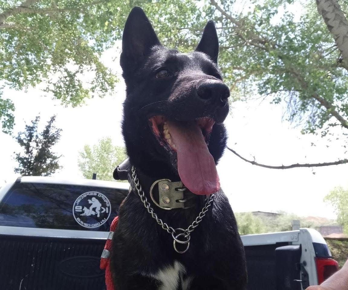 Muere elemento K9 tras ser atacado con machete durante intervención policial en Chihuahua