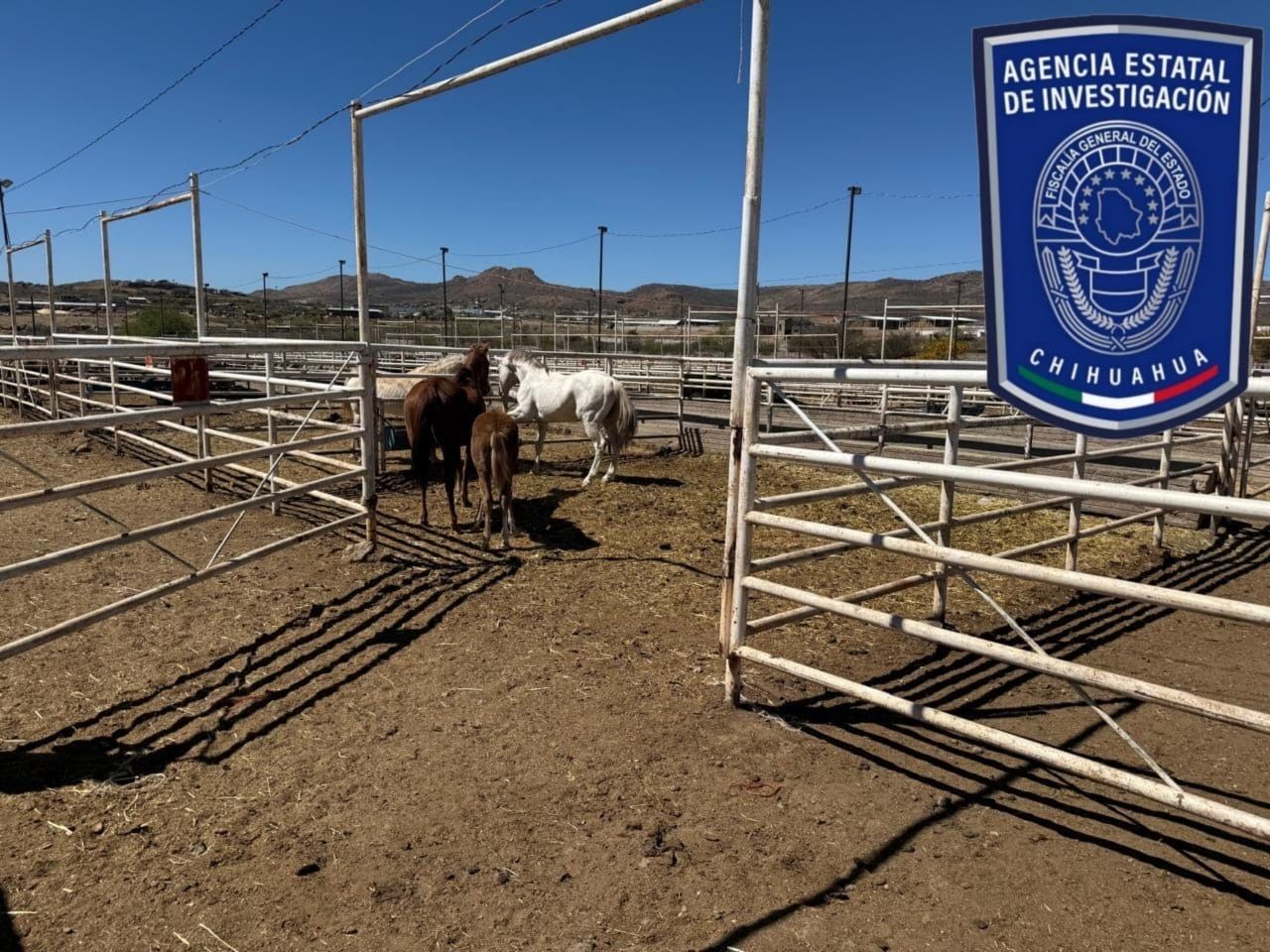 Recupera FGE tres caballos robados en Valle de Zaragoza