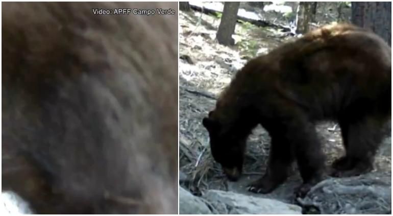 Conanp exhibe a osos negros curiosos en la Sierra de Chihuahua