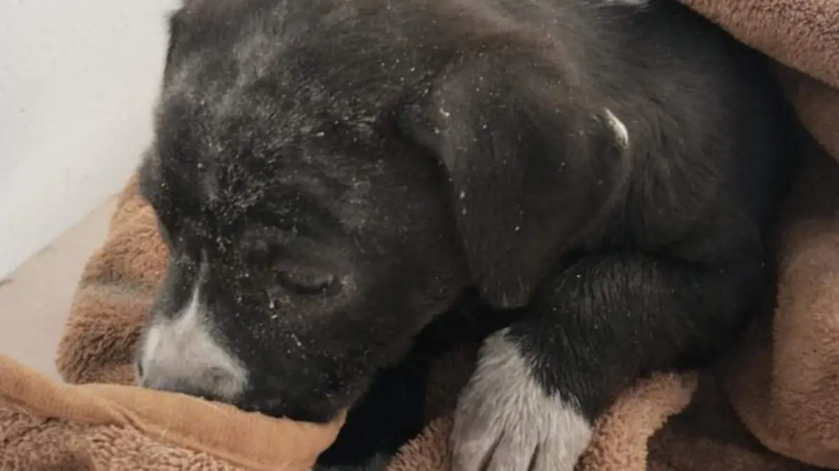 Buscan hogar: 41 perros y gatos esperan ser adoptados en Chihuahua