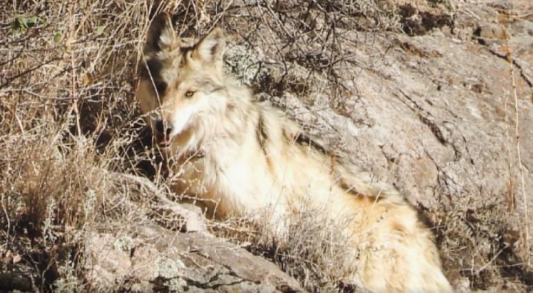 Liberan tres lobos mexicanos en Casas Grandes para recuperar la especie
