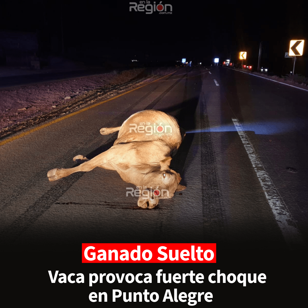 Chooca contra vaca en Punto Alegre; vehículo queda con severos daños