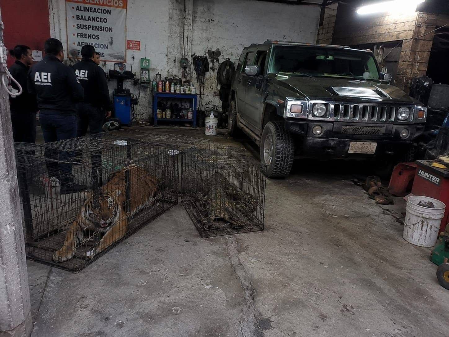 Buscaban vehículo ligado a homicidio y encuentran un tigre albino