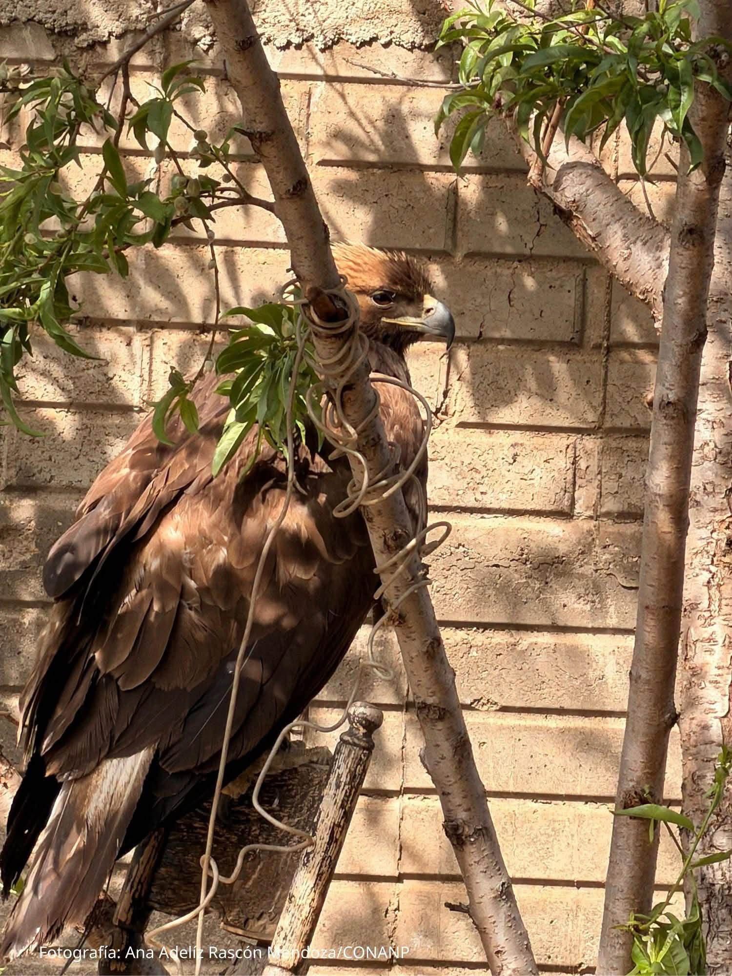 Águila real rescatada en Madera recupera el vuelo y llega hasta Arizona