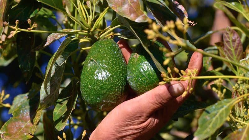 **¡Vuelve el aguacate mexicano a EU, pero de manera parcial\!**