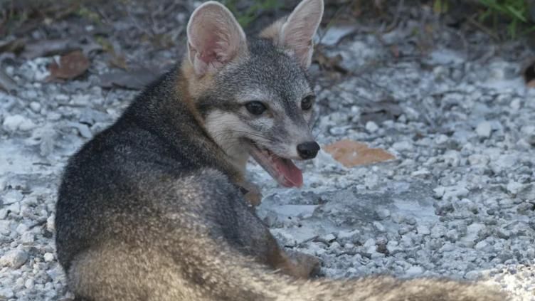 Reaparece el misterioso zorro enano de Cozumel y sorprende a científicos
