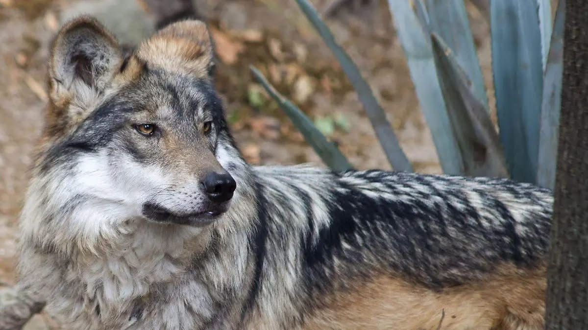 Lobo mexicano: 50 años de lucha contra la extinción y la batalla aún no termina