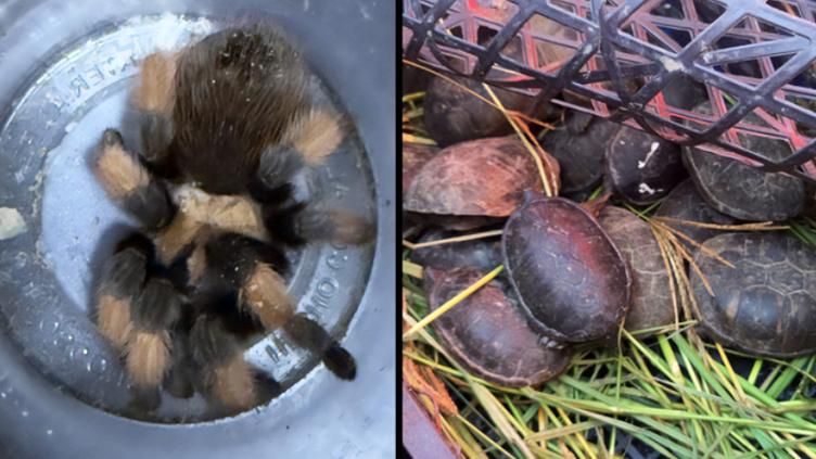 Iban como pasajeros, pero llevaban un peculiar cargamento: 95 animales silvestres