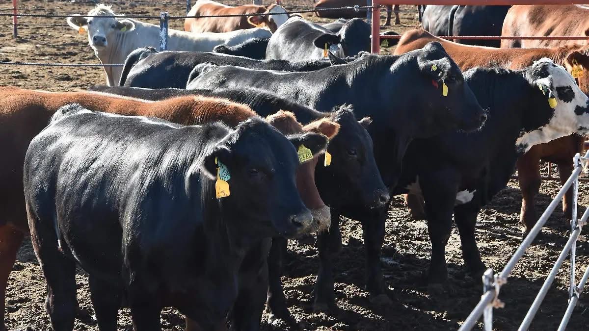 Tras 16 meses de suspensión, reanudan exportación de ganado a Estados Unidos