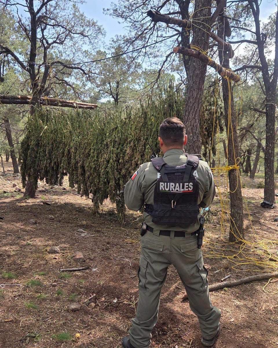 Destruye SSPE tres plantíos de marihuana en Guerrero; estiman 242 toneladas